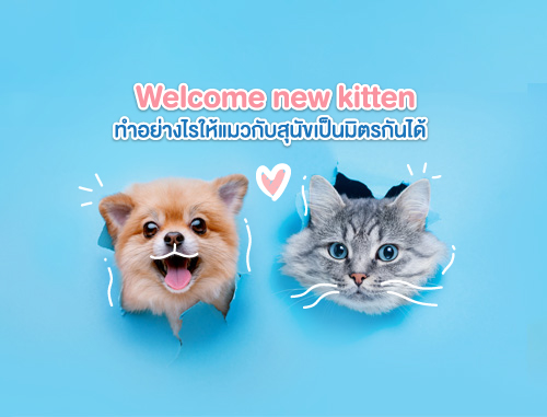 welcome new kitten. ทำอย่างไรให้แมวกับสุนัขเป็นมิตรกันได้
