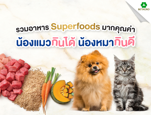 รวมอาหาร Superfoods มากคุณค่า น้องแมวกินได้ น้องหมากินดี | Betagro Pet
