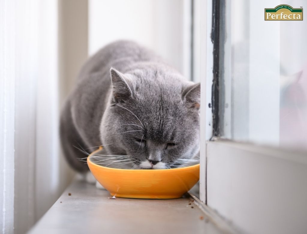 อาหารแมว Grain Free เลือกอย่างไร? เช็กส่วนผสม โภชนาการ และสูตรที่เหมาะกับแมว
