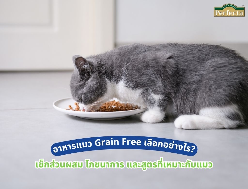 อาหารแมว Grain Free เลือกอย่างไร? เช็กส่วนผสม โภชนาการ และสูตรที่เหมาะกับแมว