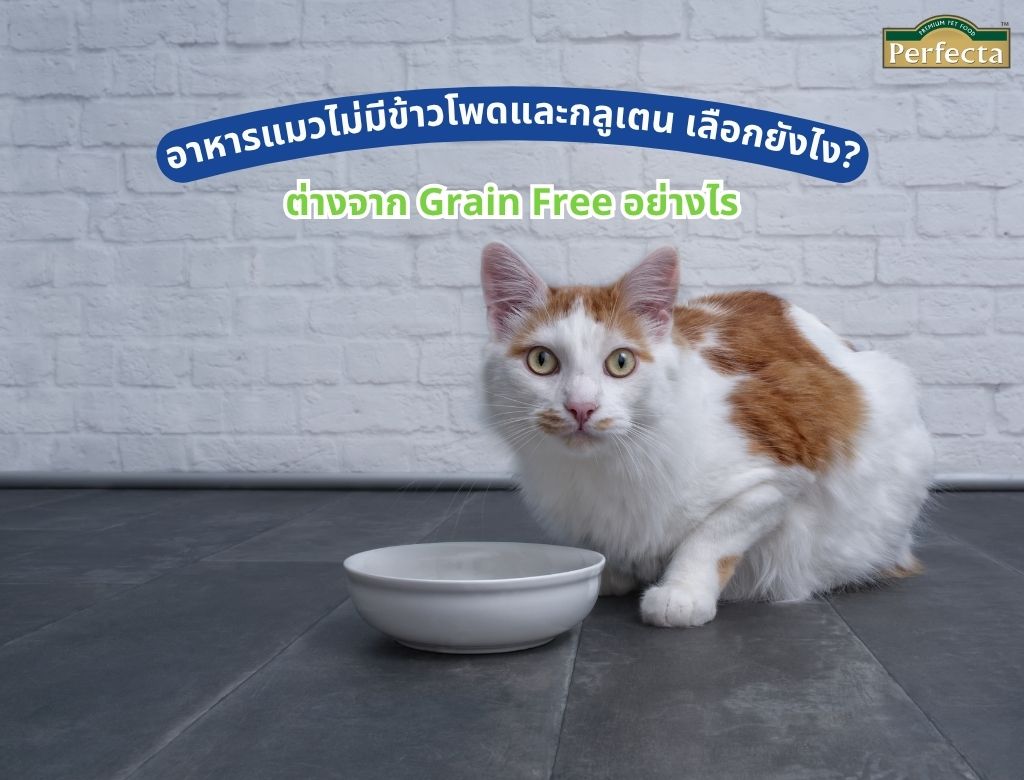 อาหารแมวไม่มีข้าวโพดและกลูเตน เลือกยังไง? ต่างจาก Grain Free อย่างไร