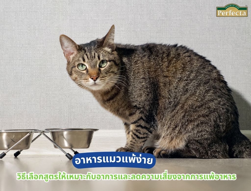 อาหารแมวแพ้ง่าย วิธีเลือกสูตรให้เหมาะกับอาการและลดความเสี่ยงจากการแพ้อาหาร