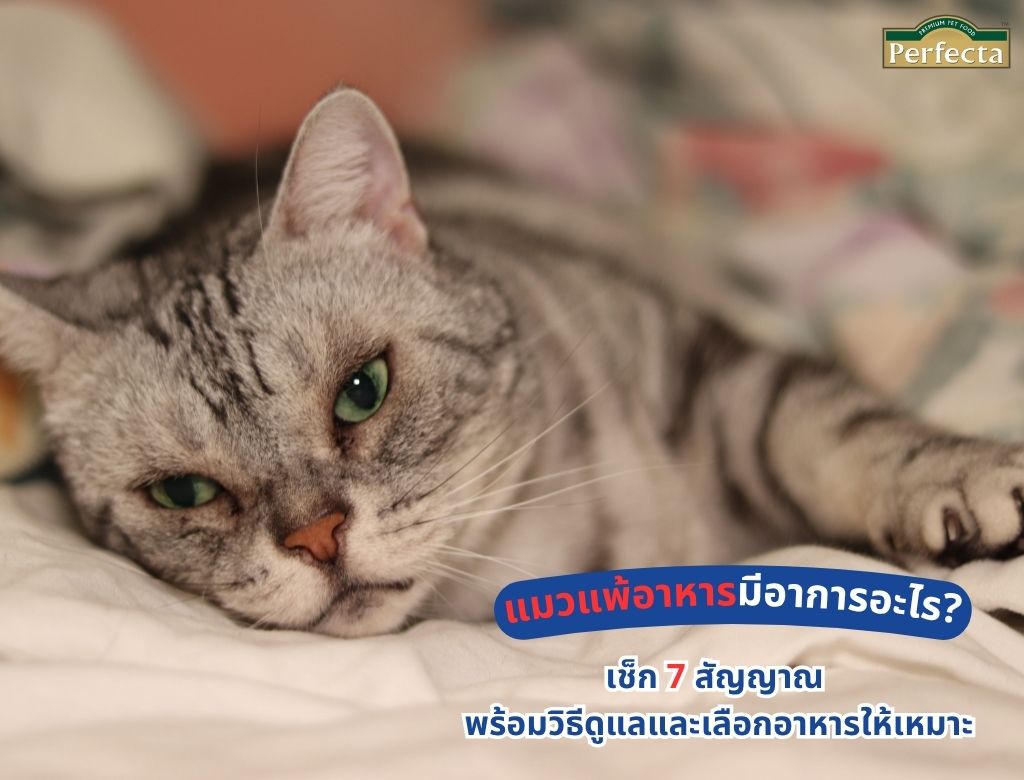 แมวแพ้อาหารมีอาการอะไร? เช็ก 7 สัญญาณ พร้อมวิธีดูแลและเลือกอาหารให้เหมาะ