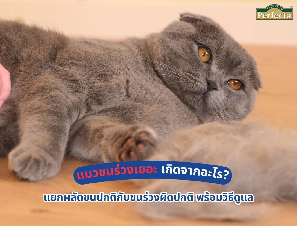 แมวขนร่วงเยอะ เกิดจากอะไร? แยกผลัดขนปกติกับขนร่วงผิดปกติ พร้อมวิธีดูแล