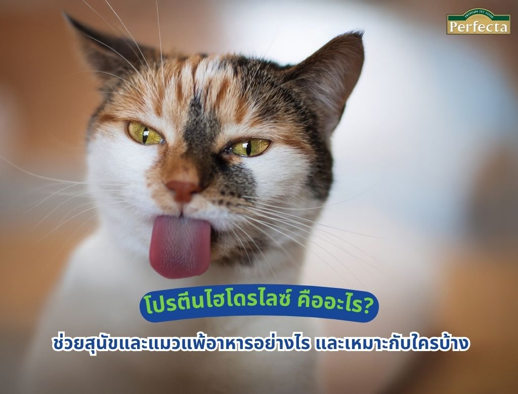 โปรตีนไฮโดรไลซ์ คืออะไร? ช่วยสุนัขและแมวแพ้อาหารอย่างไร และเหมาะกับใครบ้าง