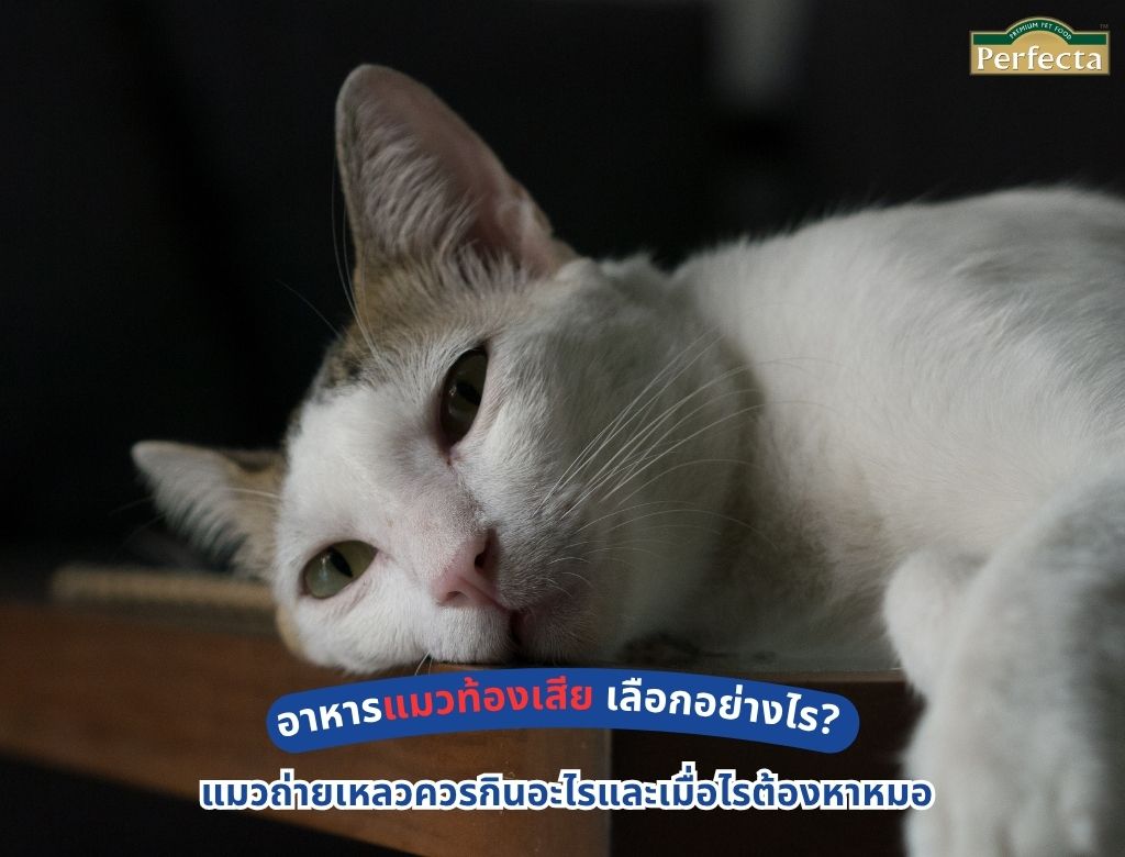 อาหารแมวท้องเสีย เลือกอย่างไร? แมวถ่ายเหลวควรกินอะไรและเมื่อไรต้องหาหมอ