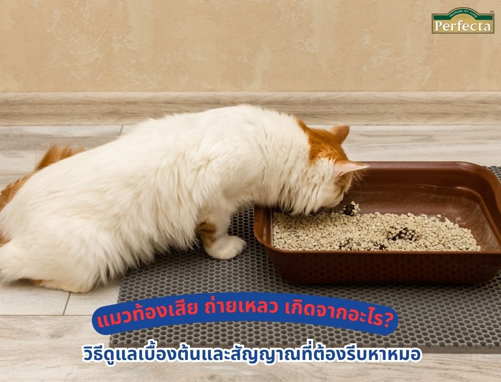 แมวท้องเสีย ถ่ายเหลว เกิดจากอะไร? วิธีดูแลเบื้องต้นและสัญญาณที่ต้องรีบหาหมอ