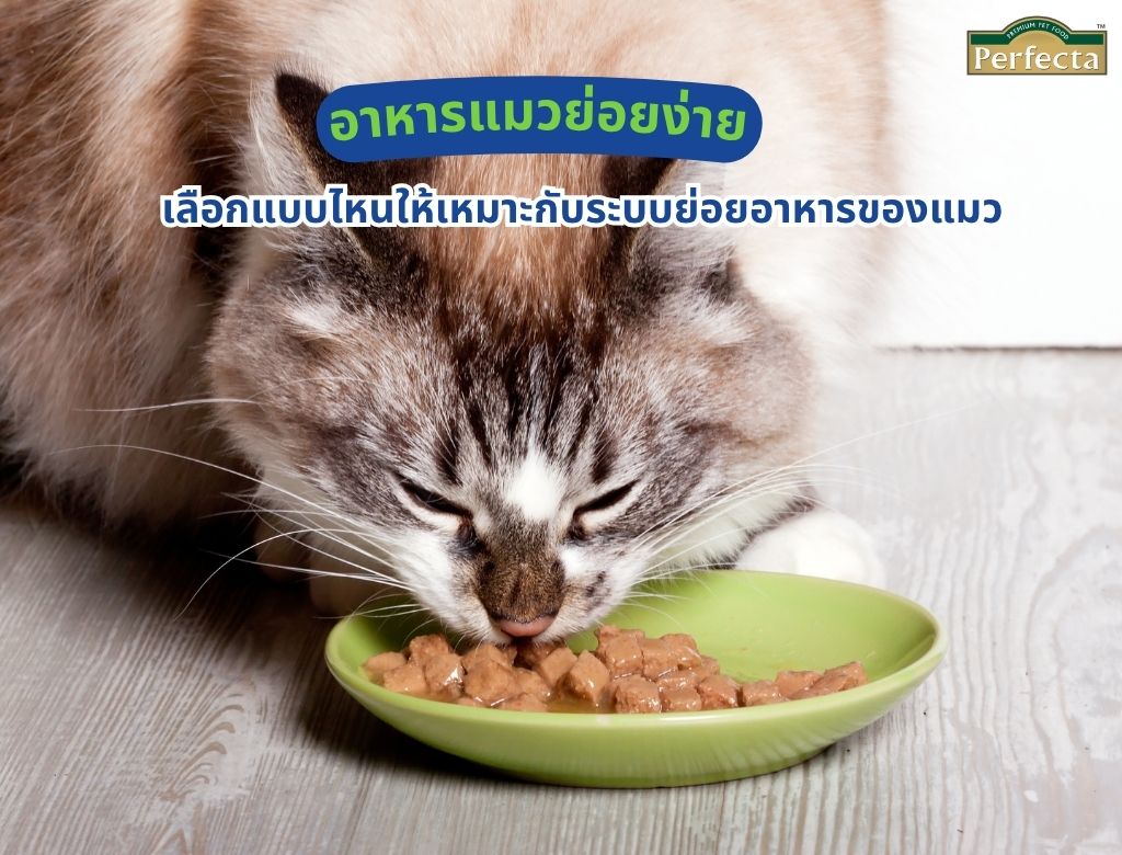 อาหารแมวย่อยง่าย เลือกแบบไหนให้เหมาะกับระบบย่อยอาหารของแมว
