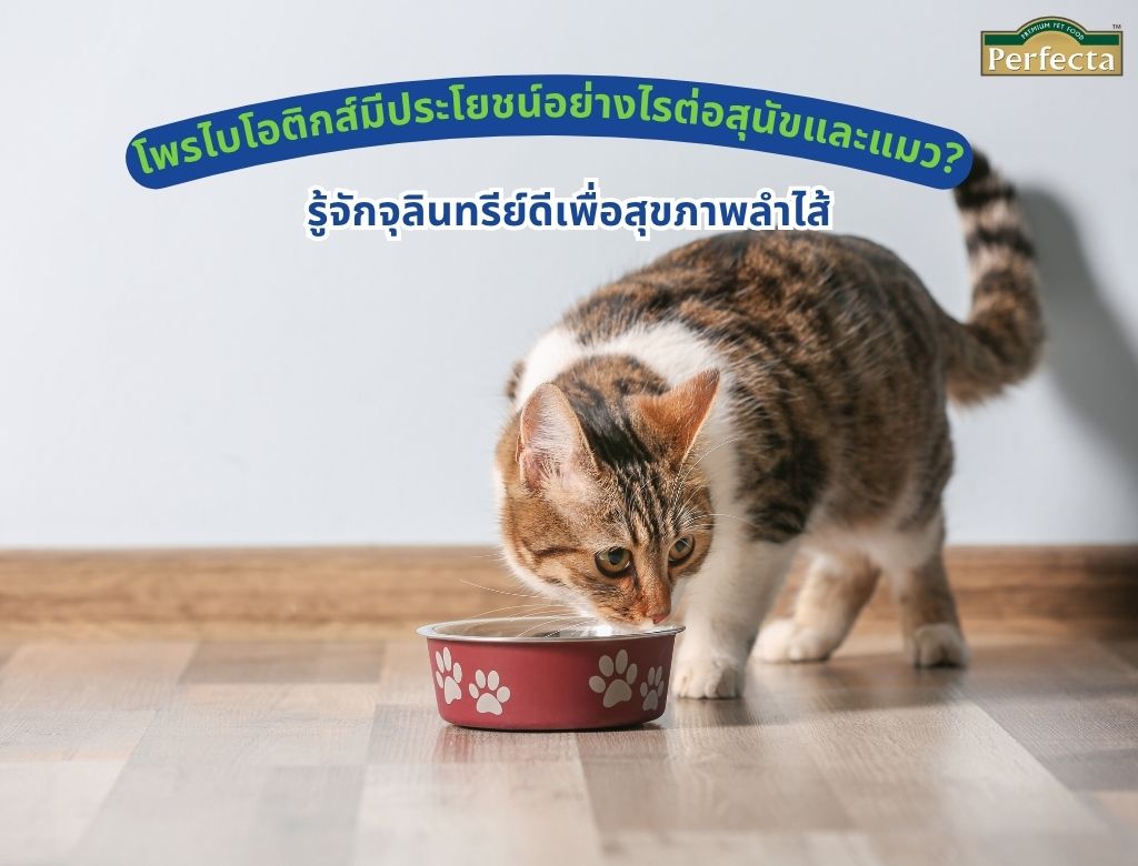 โพรไบโอติกส์มีประโยชน์อย่างไรต่อสุนัขและแมว? รู้จักจุลินทรีย์ดีเพื่อสุขภาพลำไส้