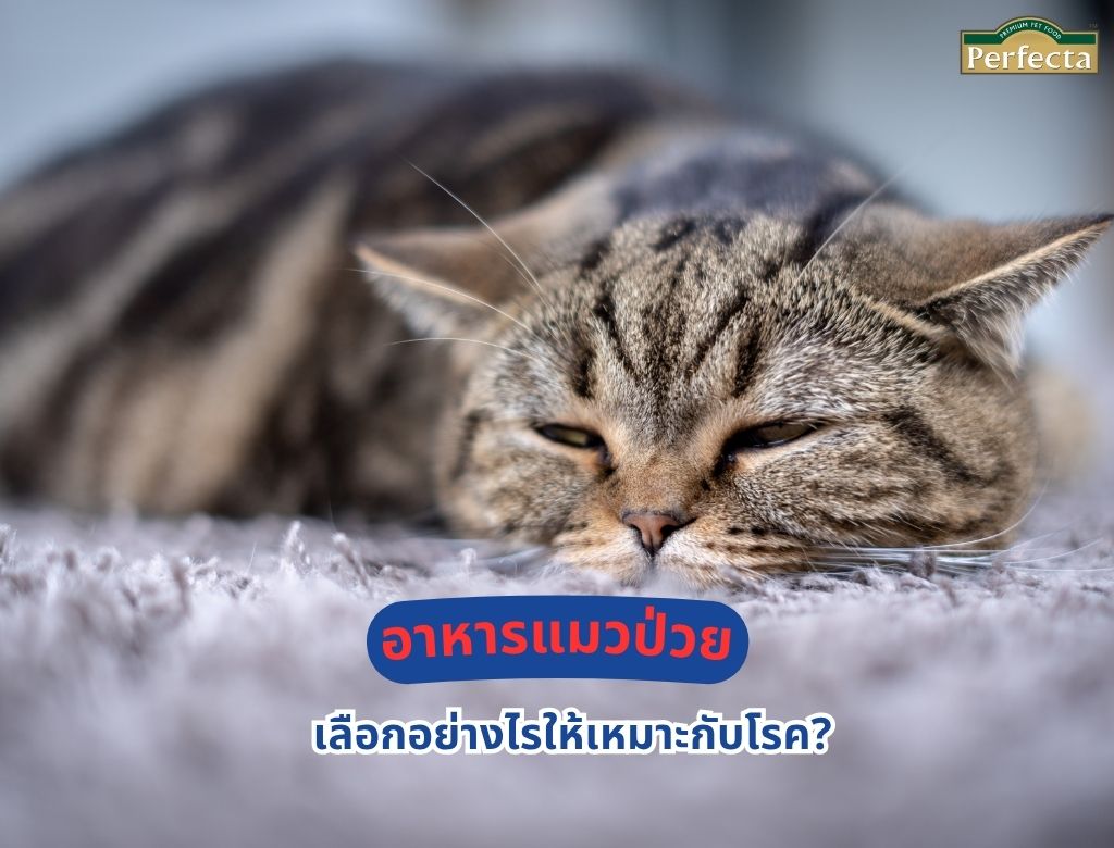 อาหารแมวป่วย เลือกอย่างไรให้เหมาะกับโรค?