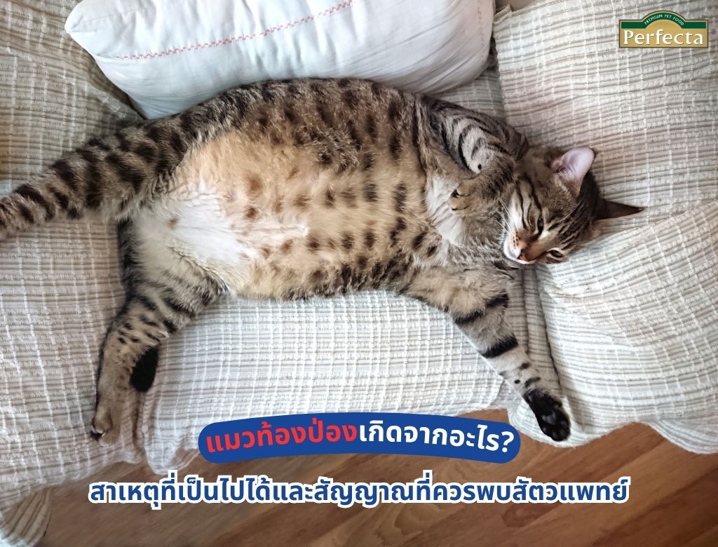 แมวท้องป่องเกิดจากอะไร? สาเหตุที่เป็นไปได้และสัญญาณที่ควรพบสัตวแพทย์
