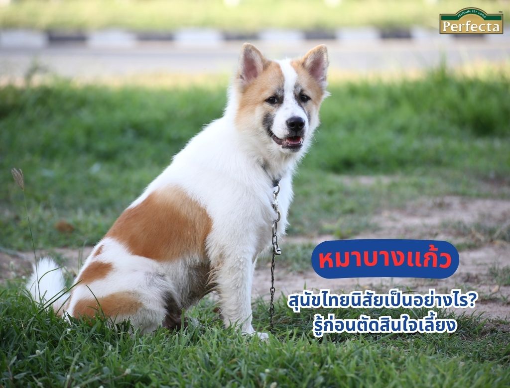 บางแก้ว สุนัขไทยนิสัยเป็นอย่างไร? รู้ก่อนตัดสินใจเลี้ยง