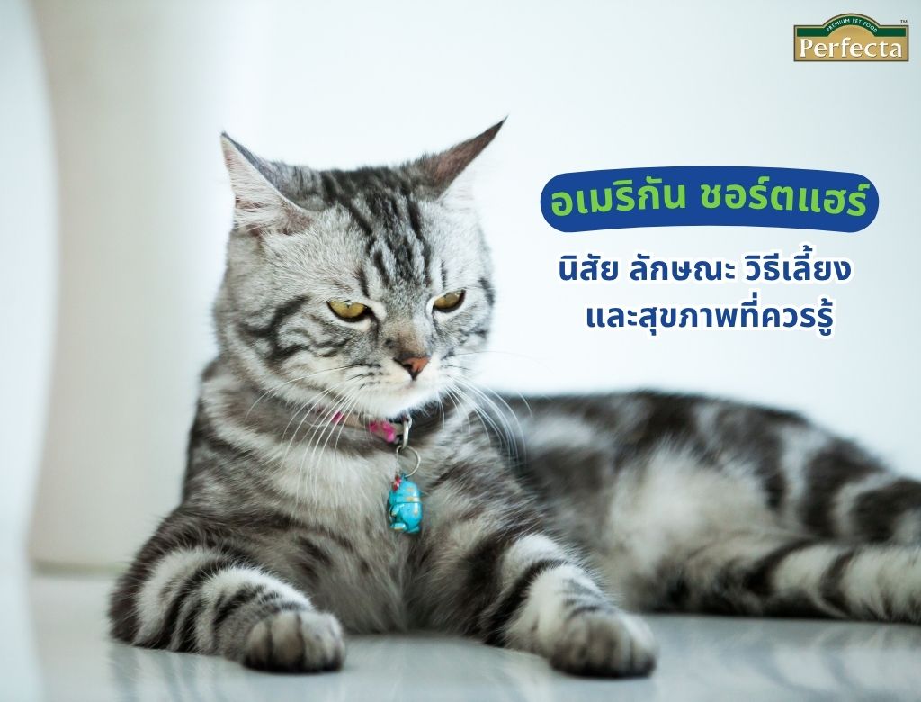 อเมริกัน ชอร์ตแฮร์ นิสัย ลักษณะ วิธีเลี้ยง และสุขภาพที่ควรรู้