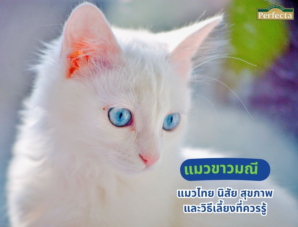 แมวขาวมณี แมวไทย นิสัย สุขภาพและวิธีเลี้ยงที่ควรรู้