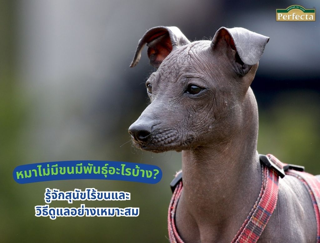 หมาไม่มีขนมีพันธุ์อะไรบ้าง? รู้จักสุนัขไร้ขนและวิธีดูแลอย่างเหมาะสม