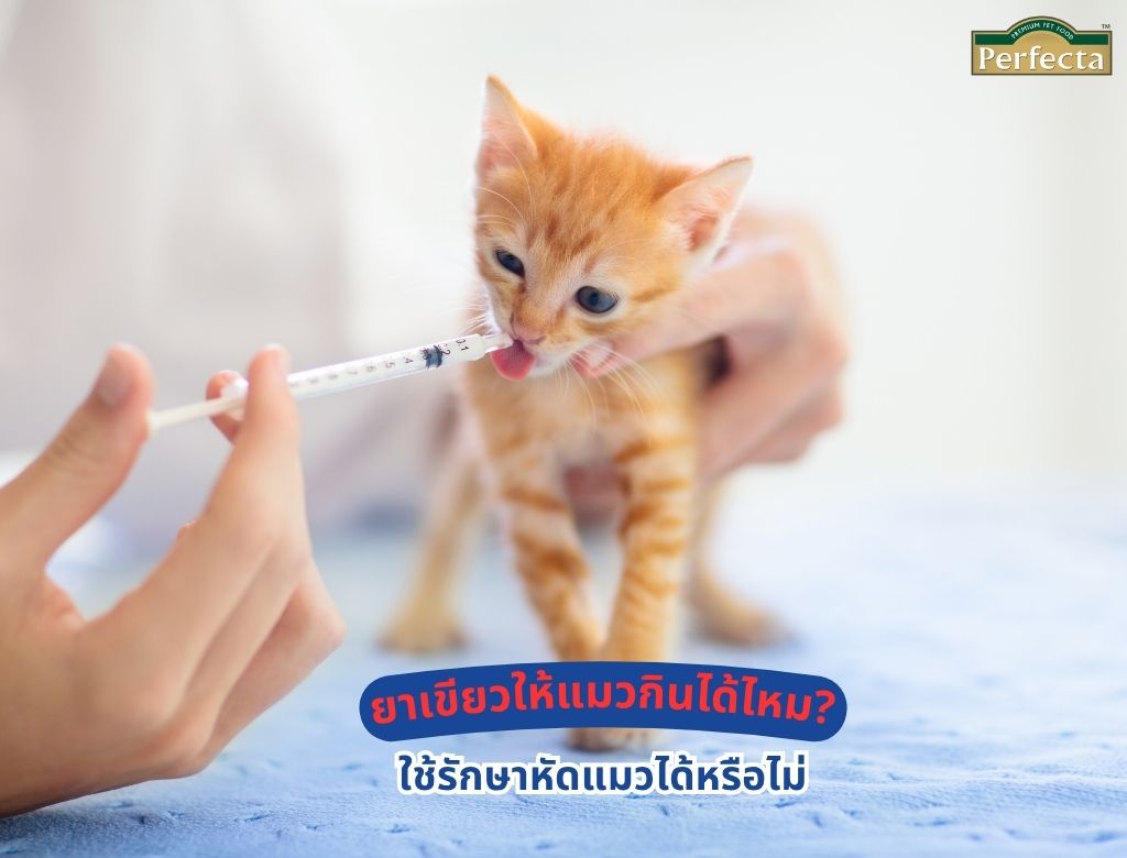 ยาเขียวให้แมวกินได้ไหม? ใช้รักษาหัดแมวได้หรือไม่