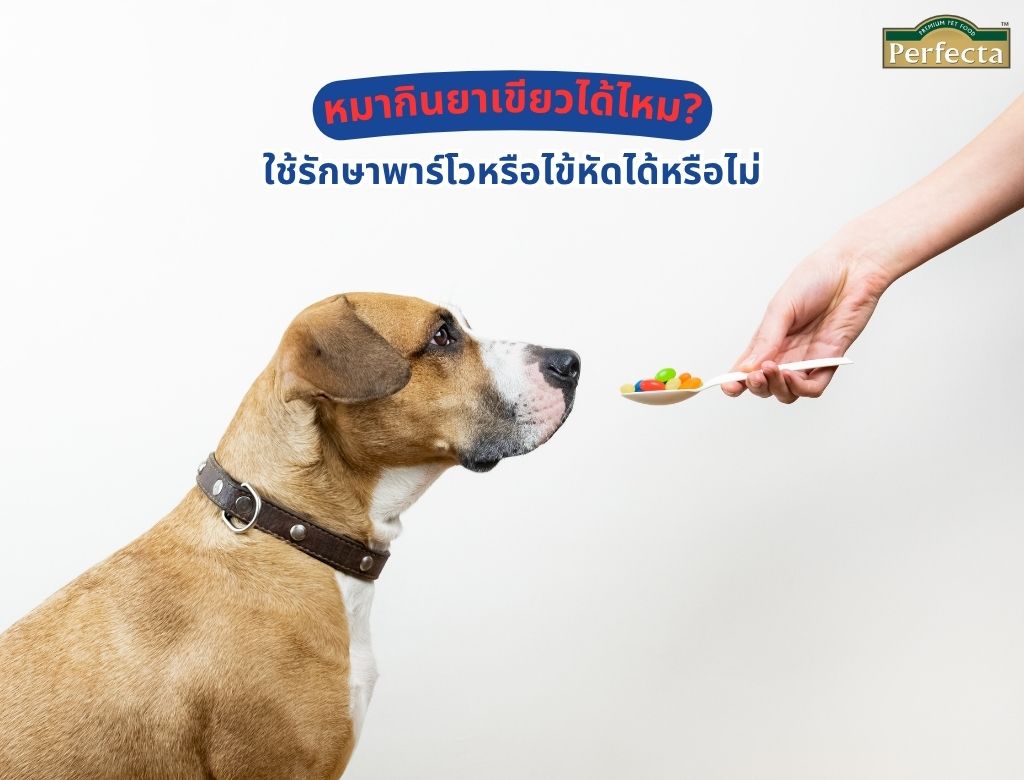 หมากินยาเขียวได้ไหม? ใช้รักษาพาร์โวหรือไข้หัดได้หรือไม่