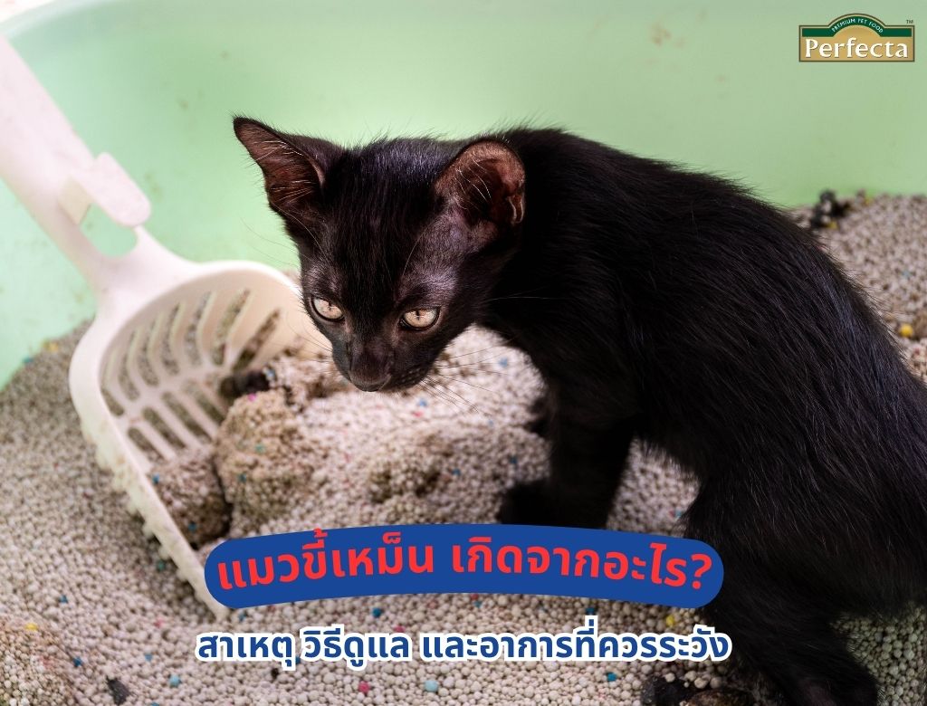 แมวอึเหม็น เกิดจากอะไร? สาเหตุ วิธีดูแล และอาการที่ควรระวัง