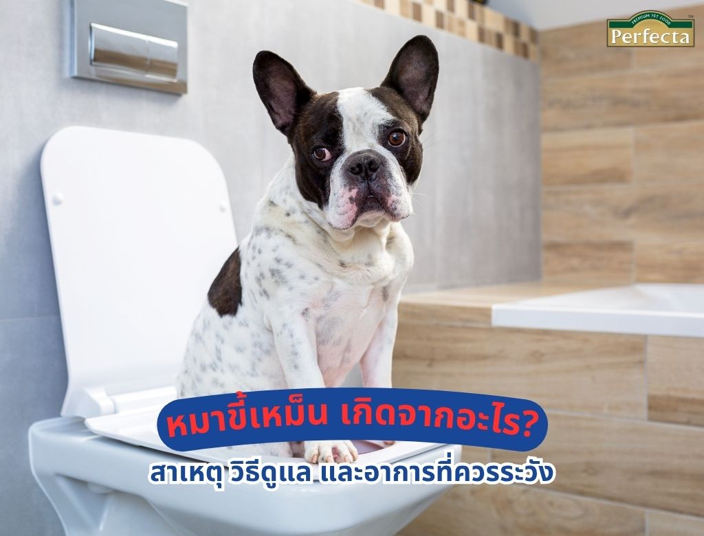 หมาอึเหม็น เกิดจากอะไร? สาเหตุ วิธีดูแล และอาการที่ควรระวัง