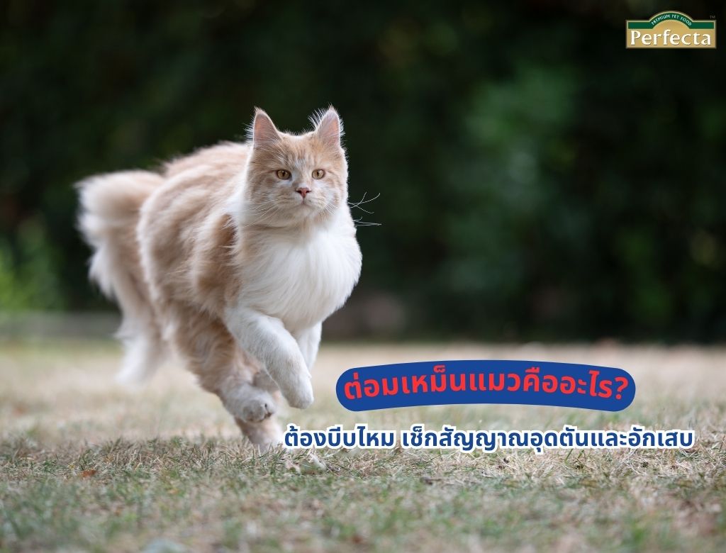 ต่อมเหม็นแมวคืออะไร? ต้องบีบไหม เช็กสัญญาณอุดตันและอักเสบ