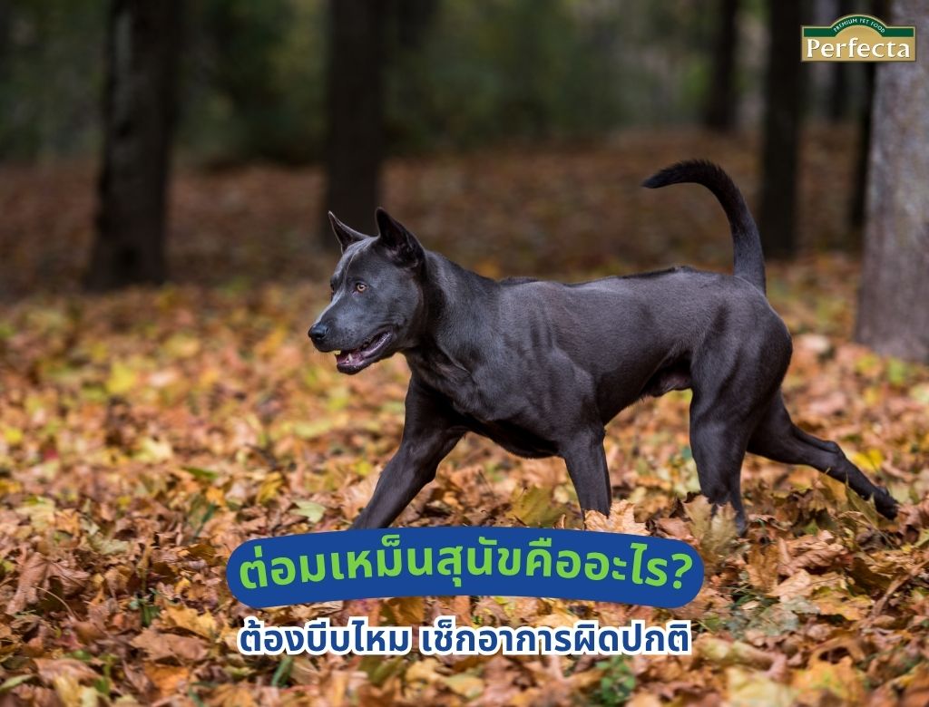 ต่อมเหม็นสุนัขคืออะไร? ต้องบีบไหม เช็กอาการผิดปกติ