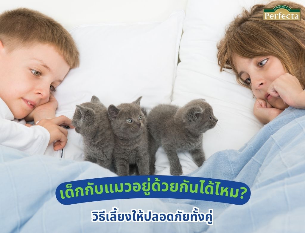 เด็กกับแมวอยู่ด้วยกันได้ไหม? วิธีเลี้ยงให้ปลอดภัยทั้งคู่