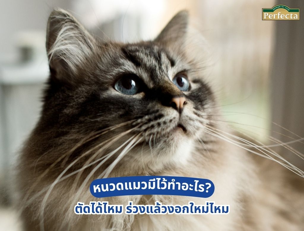 หนวดแมวมีไว้ทำอะไร? ตัดได้ไหม ร่วงแล้วงอกใหม่ไหม