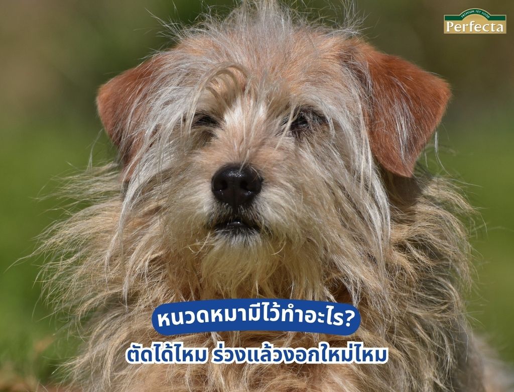 หนวดหมามีไว้ทำอะไร? ตัดได้ไหม และร่วงแบบไหนควรกังวล