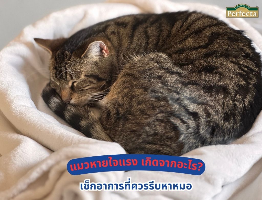 แมวหายใจแรง เกิดจากอะไร? เช็กอาการที่ควรรีบหาหมอ