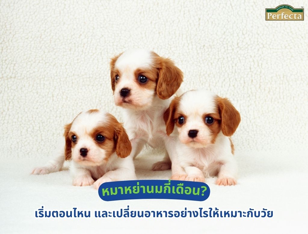 หมาหย่านมกี่เดือน? เริ่มตอนไหน และเปลี่ยนอาหารอย่างไรให้เหมาะกับวัย