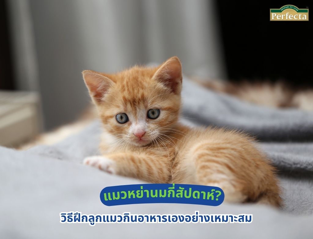 แมวหย่านมกี่สัปดาห์? วิธีฝึกลูกแมวกินอาหารเองอย่างเหมาะสม