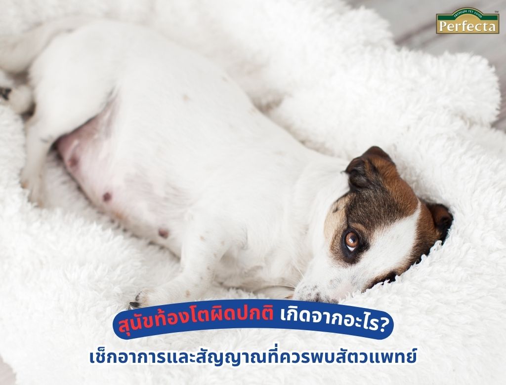 สุนัขท้องโตผิดปกติ เกิดจากอะไร? เช็กอาการและสัญญาณที่ควรพบสัตวแพทย์