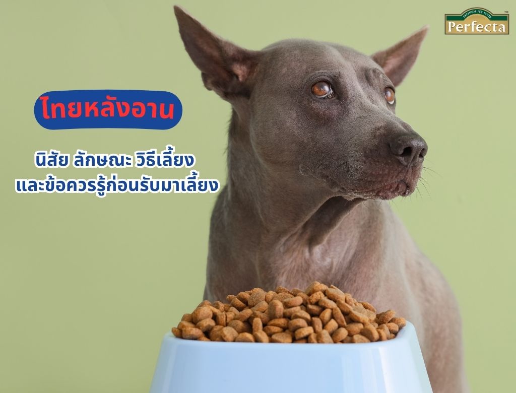 ไทยหลังอาน นิสัย ลักษณะ วิธีเลี้ยง และข้อควรรู้ก่อนรับมาเลี้ยง